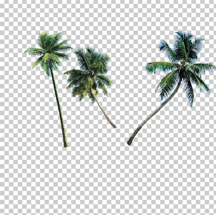 Sanya Travel Vacation PNG, Clipart, Arecales, Autumn Tree, Beach, Branch, Christmas Tree Free PNG Download