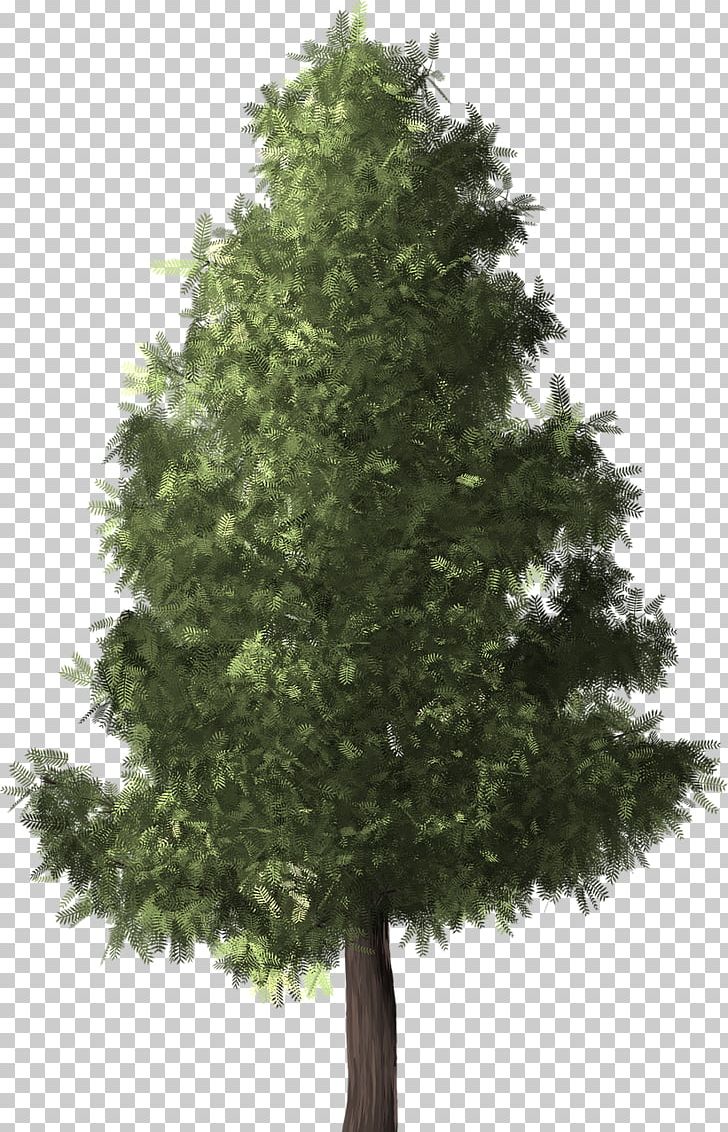 Silver Birch Tree Conifers Twig PNG, Clipart, Art, Biome, Birch, Birch Tree, Christmas Tree Free PNG Download