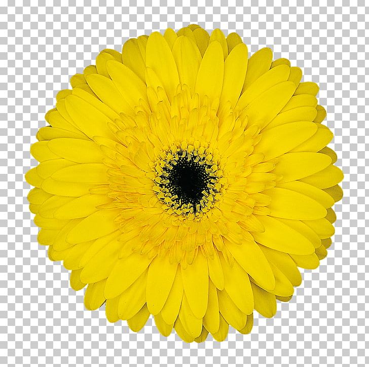 Transvaal Daisy Common Daisy Stock Photography Yellow Flower PNG, Clipart, Annual Plant, Black And White, Business, Calendula, Chrysanths Free PNG Download