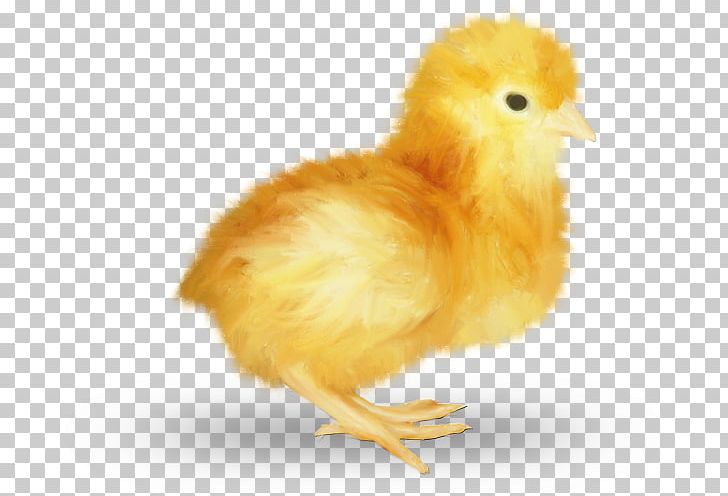 Chicken Easter Kifaranga Galliformes Poultry PNG, Clipart, 12 January, Animal, Animals, Animation, Beak Free PNG Download