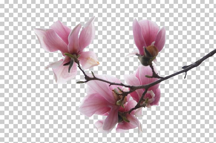 Flower Magnolia PSP Rose Home Page PNG, Clipart, 2 July, Atom, Blossom, Branch, Color Sangge Flower Free PNG Download