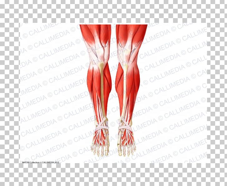 Knee Human Body Anatomy Muscle Patella PNG, Clipart, Anatomy, Arm, Bone, Finger, Foot Free PNG Download
