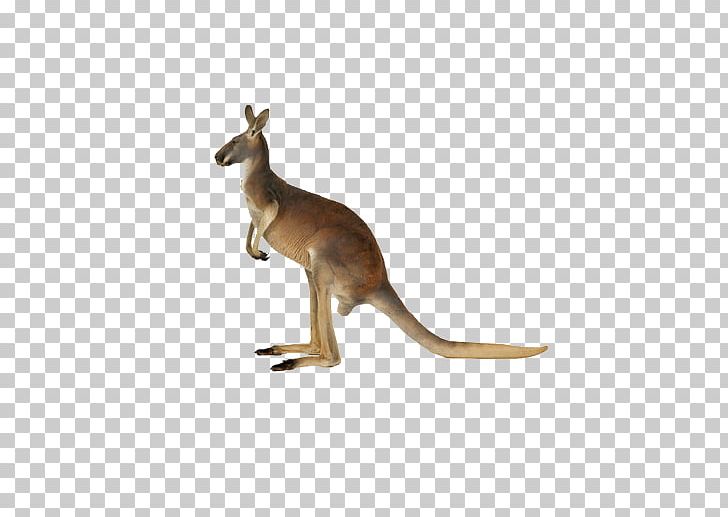 Red Kangaroo Pouch South African Springhare PNG, Clipart, Animal, Animals, Antilopine Kangaroo, Brown, Cartoon Kangaroo Free PNG Download