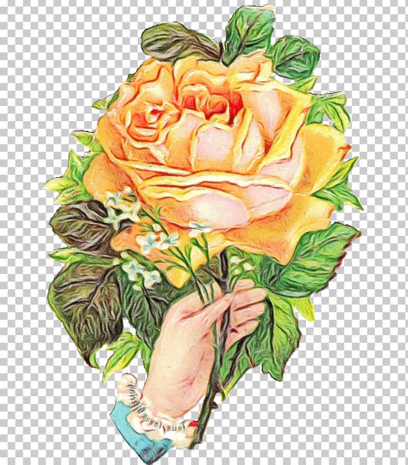 Garden Roses PNG, Clipart, Cut Flowers, Flower, Garden Roses, Hybrid Tea Rose, Paint Free PNG Download