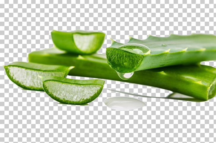 Aloe Vera Lotion Gel Skin Plant PNG, Clipart, Aloe, Aloe, Aloe Plant, Aloe Vera Crush, Aloe Vera Gel Free PNG Download
