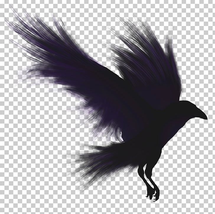 Bird Flight Common Raven American Crow PNG, Clipart, American Crow, Animals, Beak, Bird, Bird Flight Free PNG Download