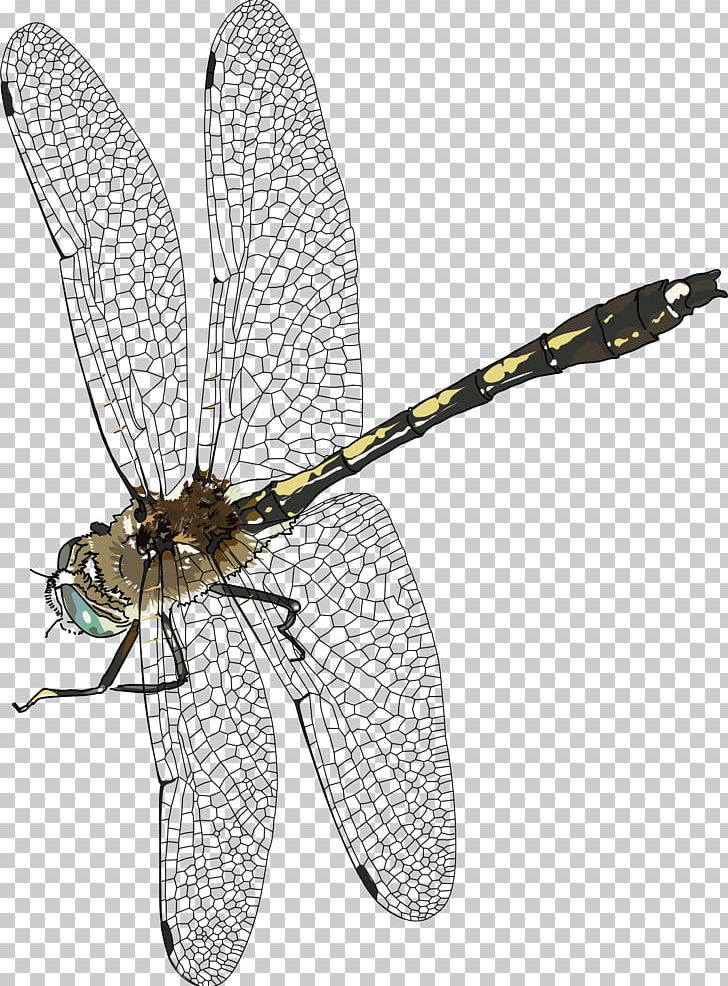 Insect Dragonfly PNG, Clipart, Animal Magic Poems, Arthropod, Bee, Clip Art, Computer Icons Free PNG Download
