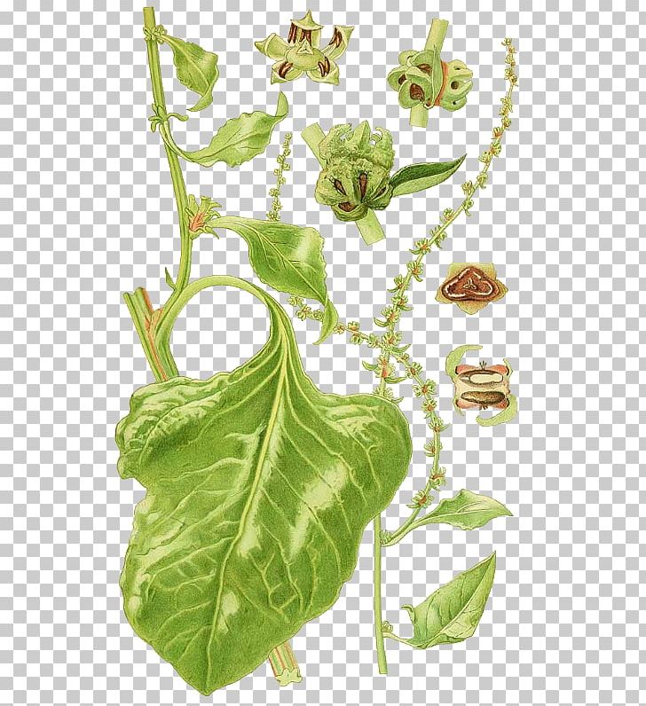 Leaf Nordens Flora Plant Botany Field Horsetail PNG, Clipart, Anskuelsestavle, Botany, Citrullus Lanatus, Drawing, Equisetum Free PNG Download