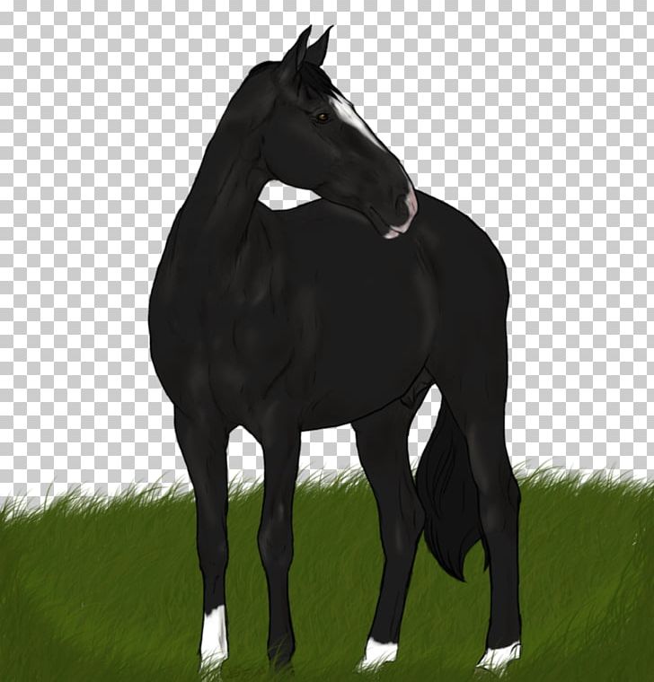 Mane Foal Mustang Stallion Colt PNG, Clipart, Bridle, Colt, English Riding, Equestrian, Equestrian Sport Free PNG Download