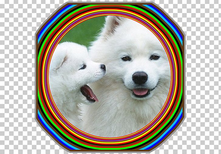 Puppy Samoyed Dog Labrador Retriever Poodle Dog Breed PNG, Clipart,  Free PNG Download