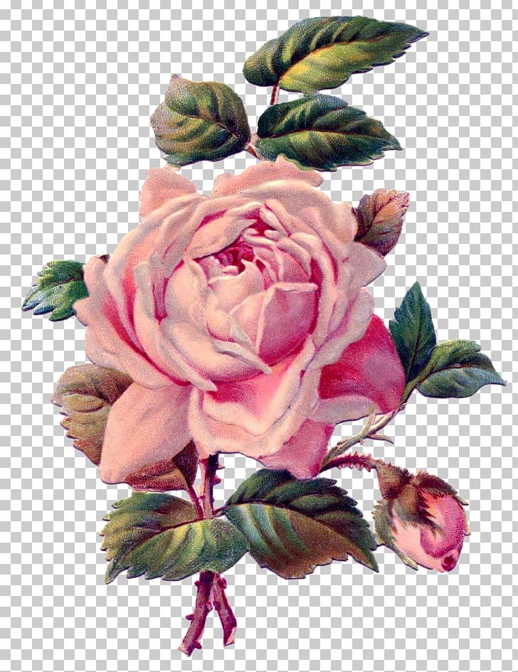Rose Pink Antique Drawing PNG, Clipart, Color, Floristry, Flower, Flower Arranging, Flower Bouquet Free PNG Download