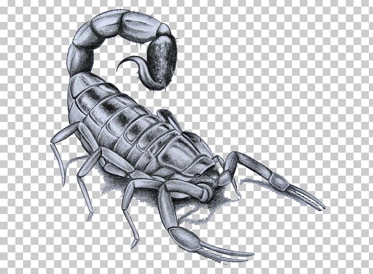 Scorpion Flash Tattoo Drawing PNG, Clipart, Art, Arthropod, Automotive Design, Deathstalker, Drawing Free PNG Download