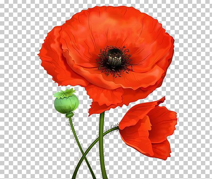 Word Remembrance Poppy Kalbos Garsas Flower PNG, Clipart, Anemone, Annual Plant, Common Poppy, Coquelicot, Cut Flowers Free PNG Download