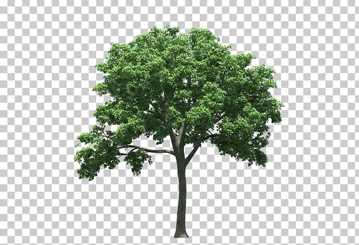 American Elm Tree Cedar Elm Quercus Polymorpha Maple PNG, Clipart, Agac, Agac Resimleri, Branch, Cottonwood, Crown Free PNG Download