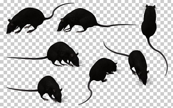 Black Rat Murids Mouse Rodent Animal PNG, Clipart, Animal, Animals, Animation, Black Rat, Carnivoran Free PNG Download