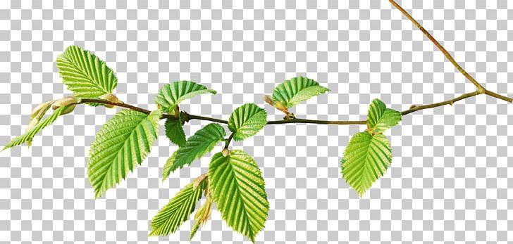 Branch Leaf Tree Twig PNG, Clipart, Branch, Computer Icons, Encapsulated Postscript, Flower, Forest Free PNG Download