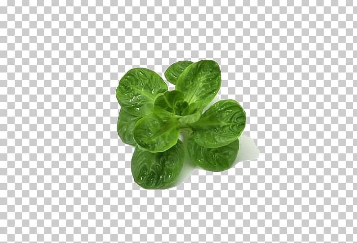 Common Purslane Vegetable Leaf Health Plant PNG, Clipart, Common Purslane, Dill, Disease, Fenugreek, Food Drinks Free PNG Download