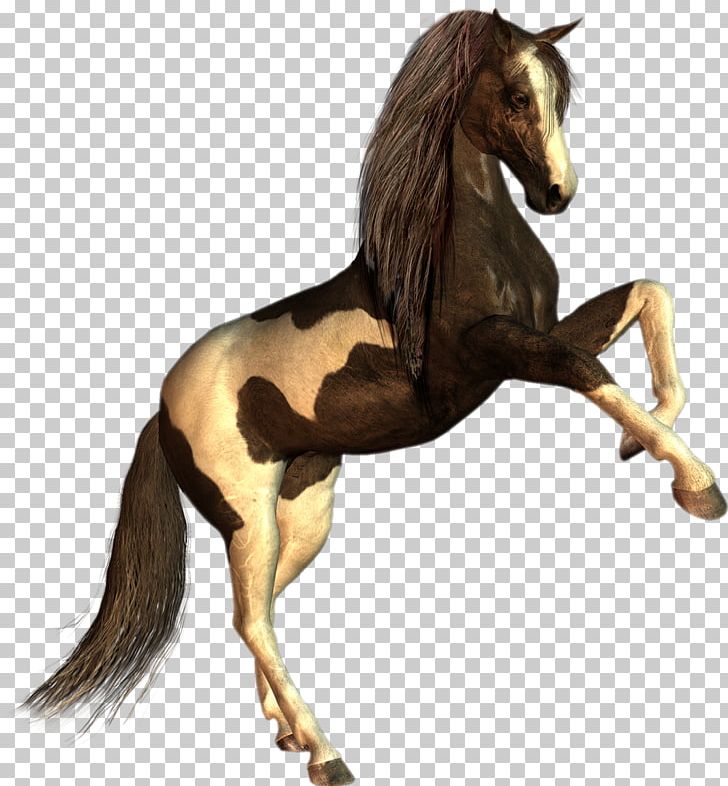 Ferghana Horse Howrse Colt Stallion PNG, Clipart, 2d Computer Graphics, Animal, Animal Figure, Animals, Bit Free PNG Download