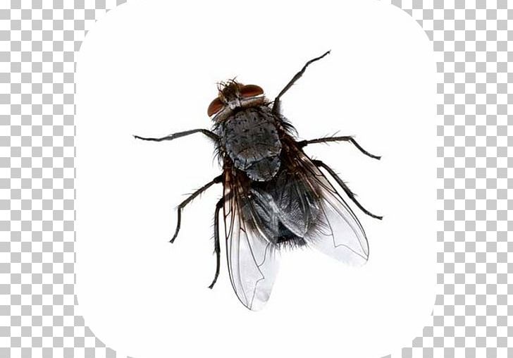 Insect Mosquito Pest Control True Bugs PNG, Clipart, Animals, Arthropod, Bed Bug, Bee, Biology Free PNG Download