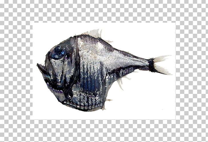 Argyropelecus Aculeatus Deep Sea Creature Deep Sea Fish Sea Monster PNG, Clipart, Animal Source Foods, Blog, Deep Sea, Deep Sea Creature, Deep Sea Fish Free PNG Download