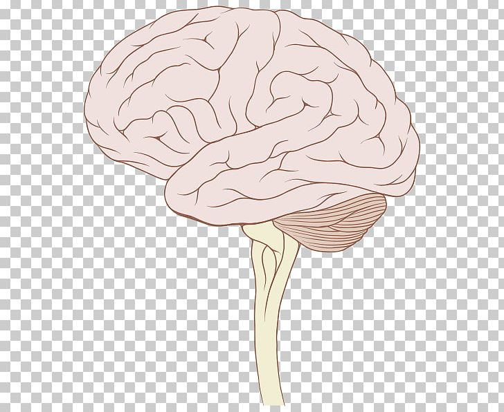 Brainstem Human Brain Brain Tumor Brain Stem Tumor PNG, Clipart, Anatomy, Astroblastoma, Brain, Brainstem, Brain Stem Tumor Free PNG Download