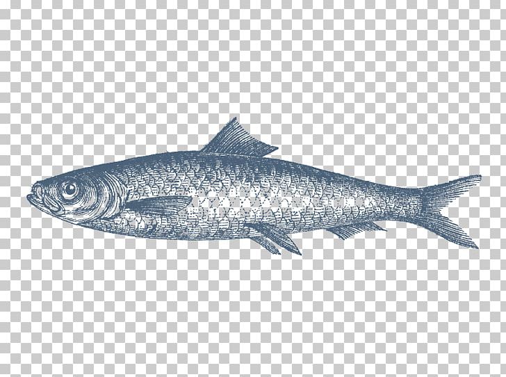 Sardine Fish Products Herring Anchovy Oily Fish PNG, Clipart, Animals, Atlantic Herring, Barramundi, Bonito, Bony Fish Free PNG Download