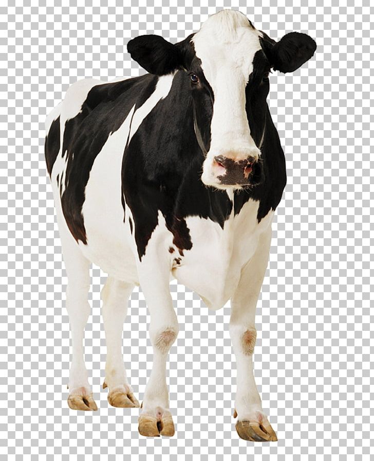 Standee Holstein Friesian Cattle Poster Cardboard Paperboard PNG, Clipart, Background, Box, Calf, Cardboard, Cattle Free PNG Download