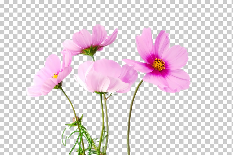 Spring Flower Spring Floral Flowers PNG, Clipart, Anemone, Cosmos, Cut Flowers, Daisy Family, Flower Free PNG Download