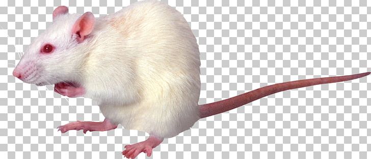 Rat PNG, Clipart, Rat Free PNG Download