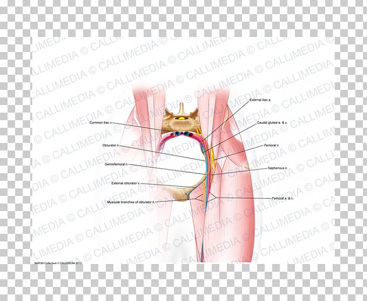 Thumb Hip Mouth Nerve Jaw PNG, Clipart, Abdomen, Angle, Arm, Cranial Nerve, Diagram Free PNG Download