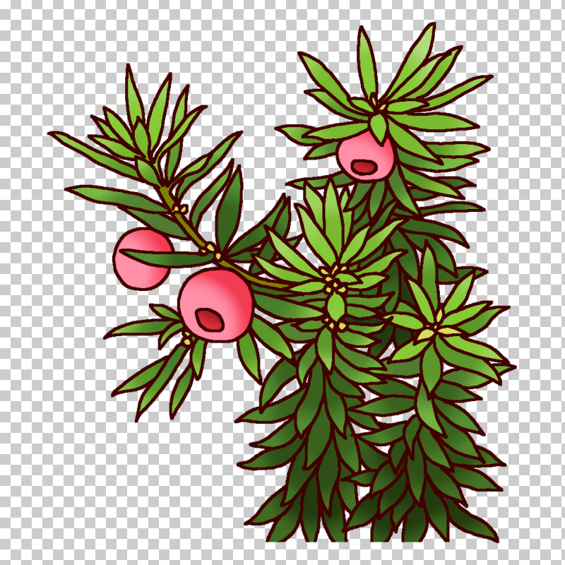 Spruce Plant Stem Leaf Flower Branch PNG, Clipart, Biology, Branch, Evergreen, Flower, Flowerpot Free PNG Download