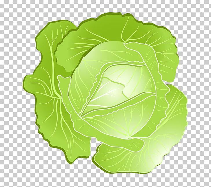 Savoy Cabbage Kohlrabi PNG, Clipart, Brassica Oleracea, Cabbage, Cartoon, Cartoon Vegetables, Chinese Cabbage Free PNG Download
