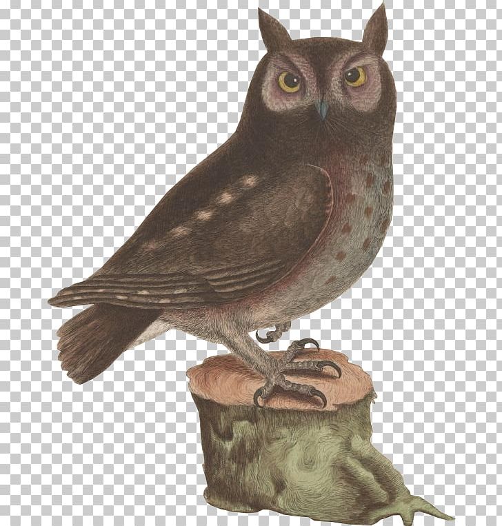 Screech Owl Work Of Art AllPosters.com PNG, Clipart, Allposterscom, Animals, Art, Artcom, Art Museum Free PNG Download