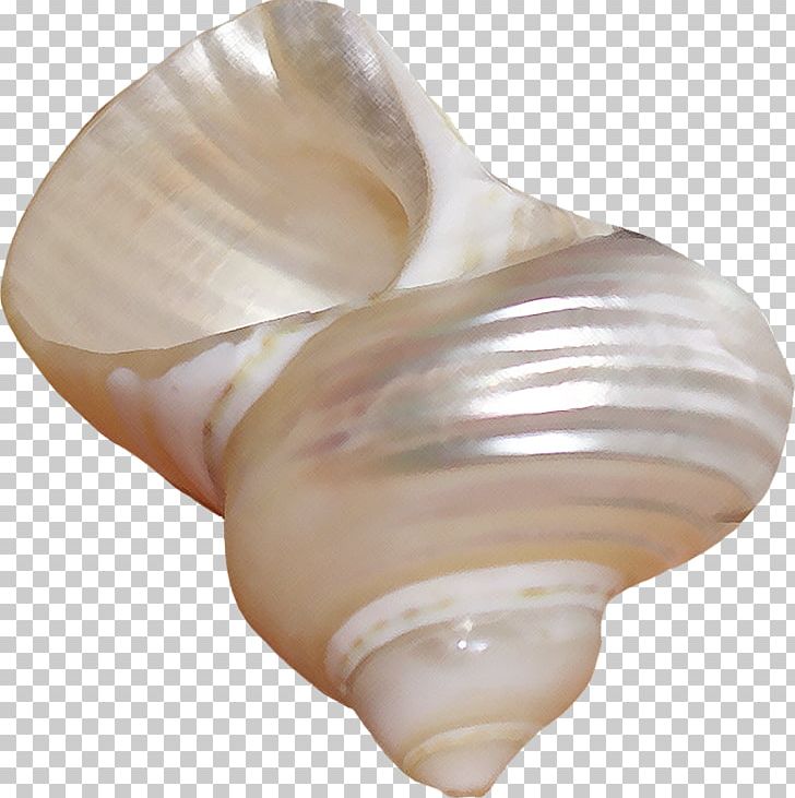 Seashell Shankha Conchology Shell Beach Tellinidae PNG, Clipart, Animals, Beach, Clams Oysters Mussels And Scallops, Cockle, Conch Free PNG Download