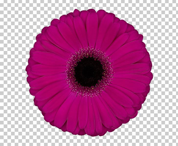 Transvaal Daisy Cut Flowers Floristry Petal PNG, Clipart,  Free PNG Download