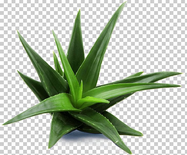 Aloe Vera Medicinal Plants Skin Care Candelabra Aloe PNG, Clipart, Agave, Agave Azul, Aloe, Aloin, Cream Free PNG Download