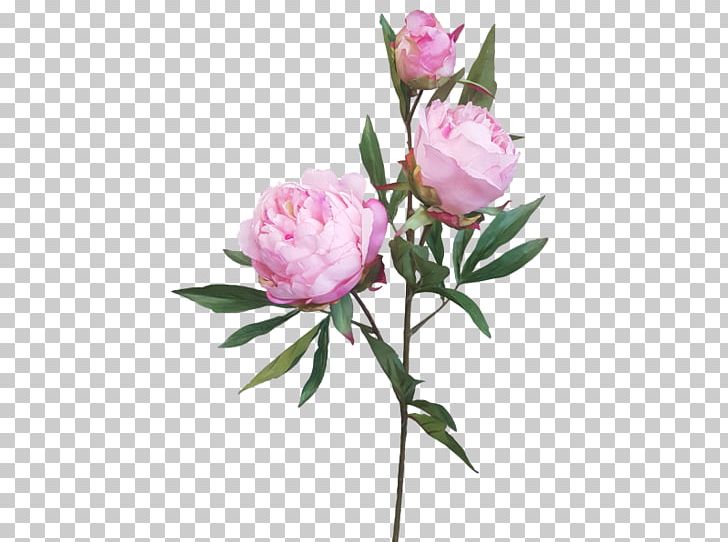 Centifolia Roses Garden Roses Peony Artificial Flower PNG, Clipart, Artificial Flower, Bark, Bud, Centifolia Roses, Cut Flowers Free PNG Download