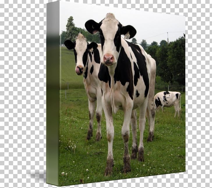 Dairy Cattle Calf Pasture PNG, Clipart, Calf, Cattle, Cattle Like Mammal, Cow Goat Family, Dairy Free PNG Download