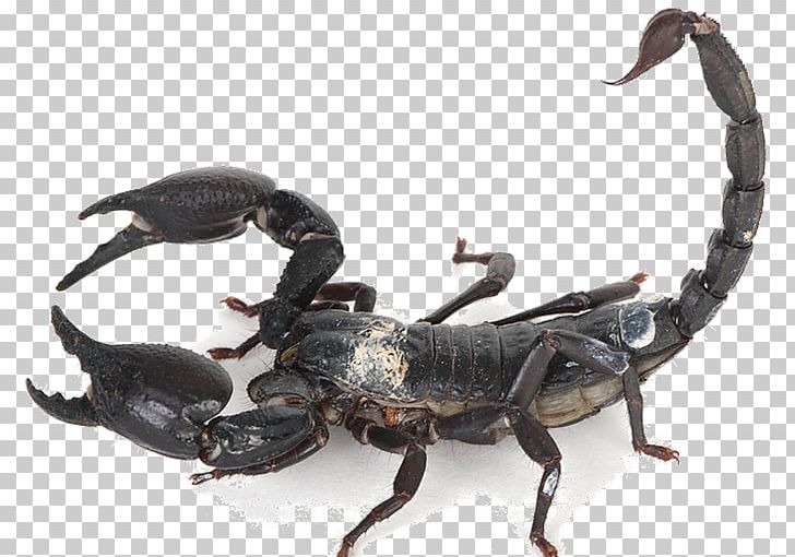 Emperor Scorpion Insect Arthropod Arachnid PNG, Clipart, Animal, Arachnid, Arizona Bark Scorpion, Arthropod, Bee Sting Free PNG Download