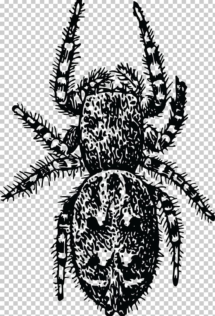 European Garden Spider Arthropod Beetle PNG, Clipart, Angulate Orbweavers, Arachnid, Araneus, Arthropod, Beetle Free PNG Download