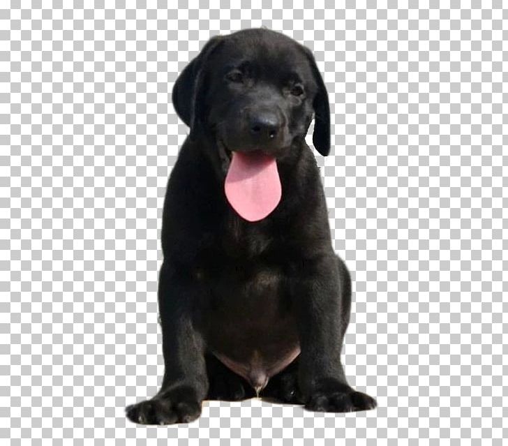 Labrador Retriever Patterdale Terrier Borador Puppy Dog Breed PNG, Clipart, Adult, Animals, Background Black, Black, Black Hair Free PNG Download