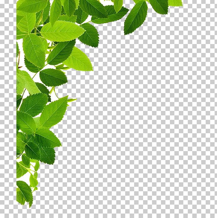 Leaf PNG, Clipart, Branch, Computer Icons, Grass, Green, Herb Free PNG Download