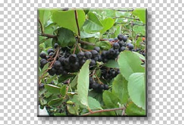 Aronia Melanocarpa Brambles Shrub Grape Currant PNG, Clipart, Aristotelia Chilensis, Aronia, Aronia Melanocarpa, Berry, Bilberry Free PNG Download