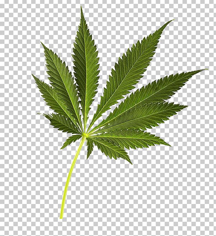 Cannabis Sativa PNG, Clipart, Cannabis, Cannabis Green Leaves, Download, Drug, Fall Leaves Free PNG Download