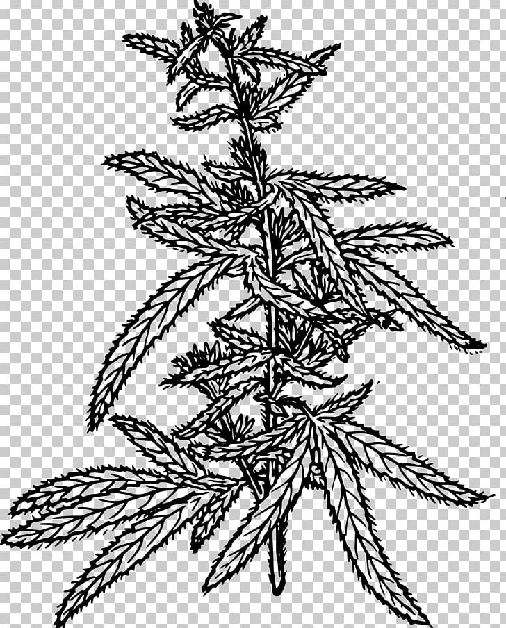 Cannabis Sativa Hemp Cannabidiol PNG, Clipart, Art, Black And White, Botany, Branch, Cannabidiol Free PNG Download