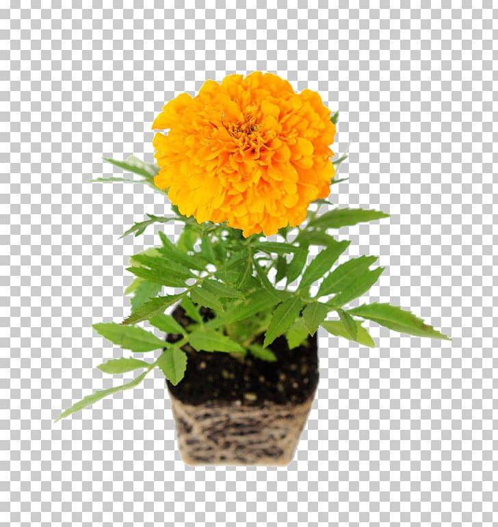 Mexican Marigold Common Daisy Flower Transvaal Daisy Chrysanthemum PNG, Clipart, Annual Plant, Daisy Family, Flower Arranging, Flower Pot, Flowers Free PNG Download