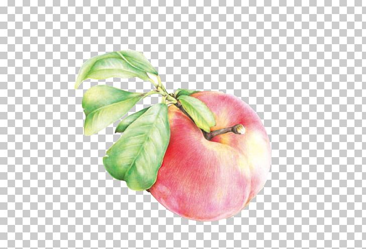 Peach Painting PNG, Clipart, Auglis, Download, Food, Fruit, Fruit Nut Free PNG Download