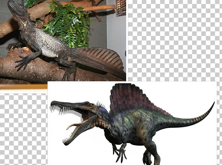 Spinosaurus Tyrannosaurus Giganotosaurus Carcharodontosaurus Carnivores: Dinosaur Hunter PNG, Clipart, Animatronics, Carnivore, Carnivores Dinosaur Hunter, Dari, Dinosaurus Free PNG Download