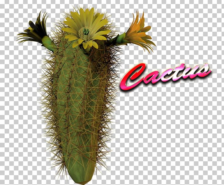 Cactaceae Succulent Plant PNG, Clipart, Cactaceae, Cactus, Cactus Garden, Caryophyllales, Drawing Free PNG Download