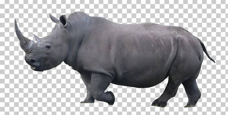 Rhinoceros Cattle Wildlife Mammal Terrestrial Animal PNG, Clipart, Animal, Animaux, Cattle, Cattle Like Mammal, Cecile Free PNG Download
